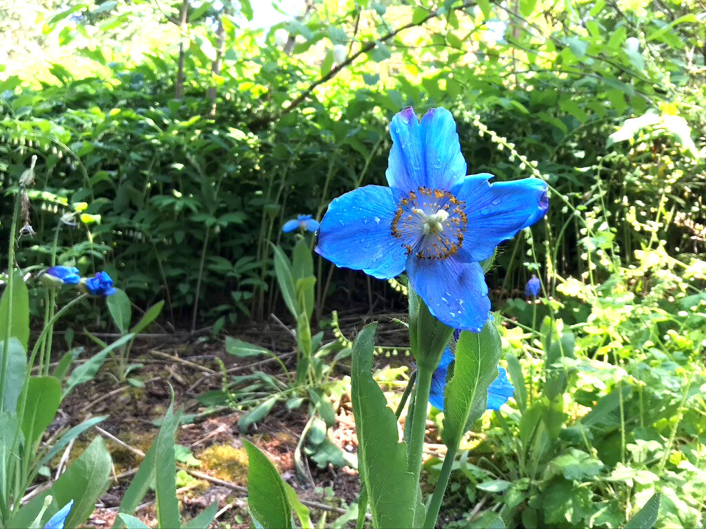 One of the very few Himalayan blue poppies in bloom for the Rhododendron Species Foundation festival last weekend
